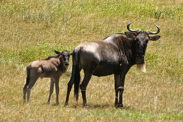 Mother and child wildebeest