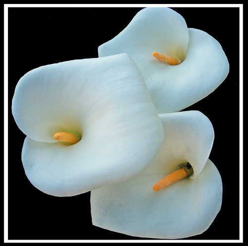 Trio of Callas | by Nikki OK