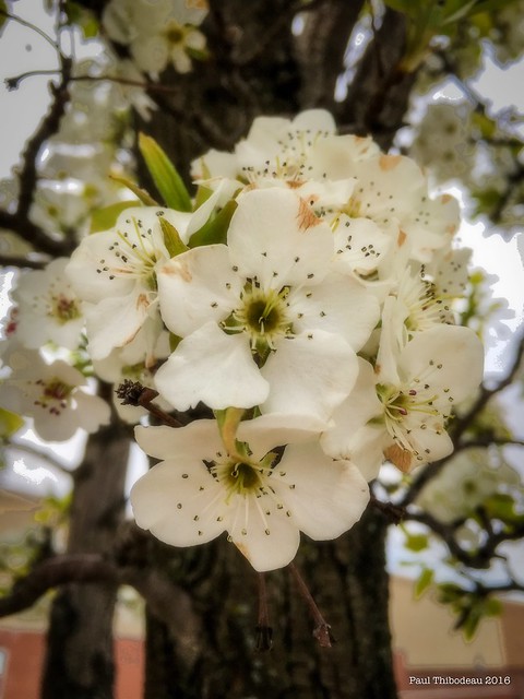 White Blossoms. Windsor, ON. #photooftheday #Windsor #DevonshireMall #flowers #White #blossoms #tree