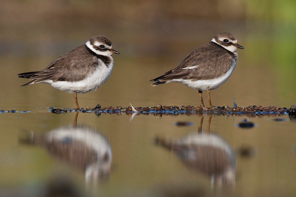 Charadrius hiaticula | Common Ringed Plover | större strandpipare