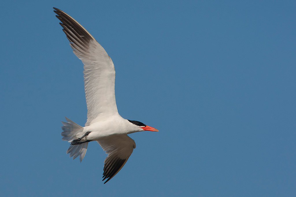 Hydroprogne caspia | Caspian Tern | skräntärna