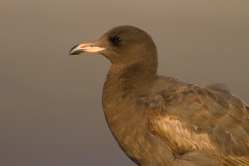Larus heermanni | Heermann's Gull | vithuvad mås