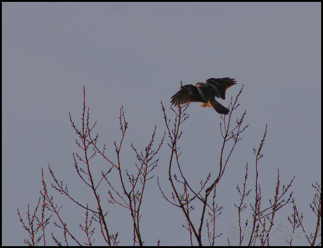 Landing hawk owl!