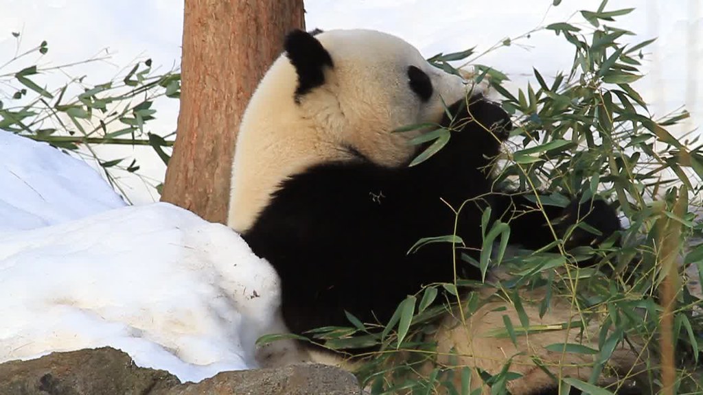 BaoBao the Panda having a snack in the snow