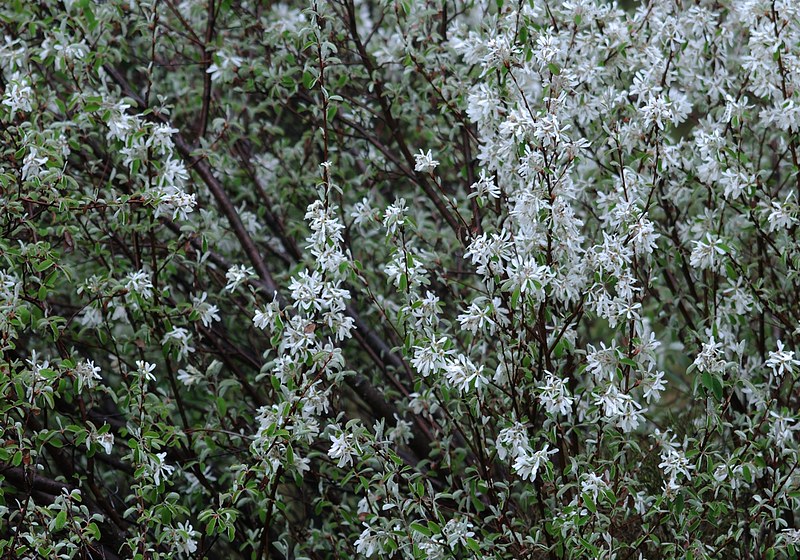 20150515-046F | Gewöhnliche Felsenbirne (Amelanchier ovalis), auch Gemeine Felsenbirne, Felsenmispel oder Edelweißstrauch genannt. Monte Baldo, 15.05.2015
