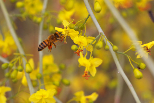Honeybee | by Joshua Tree National Park