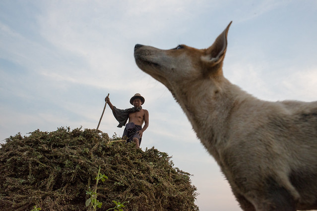 A dog watches on as a farmer works in his field beside U Bein Bridge, Myanmar.