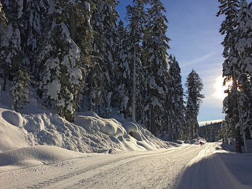 Lunch Lake Trail by Vida Morkunas (seawallrunner), Ski afternoonblue trees winter sunset sky white snow canada cold classic whistler evening afternoon