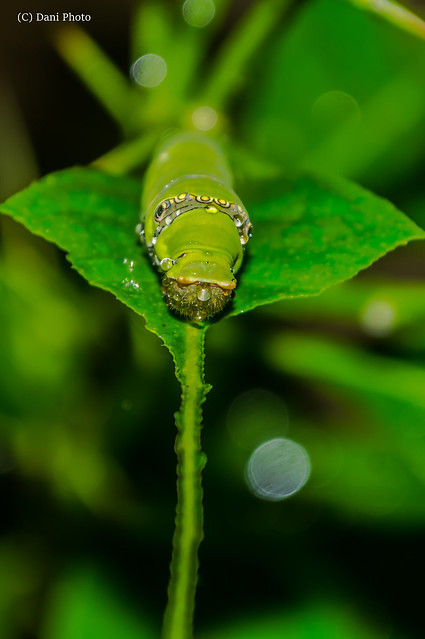 Caterpillar Under The Rain #2