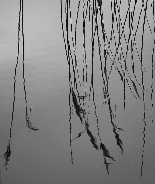 Reed reflections at Minsmere
