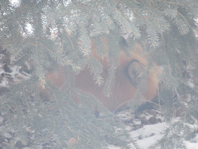 Sleeping Red Fox under a spruce tree in the backyard of my family home in Whitehorse
