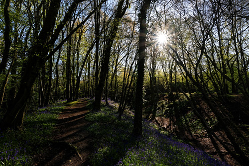 morning flowers trees light england nature bluebells contrast forest landscape spring nikon shadows path wideangle sunburst hertfordshire stalbans beechbottomdyke nikon1835g nikond750