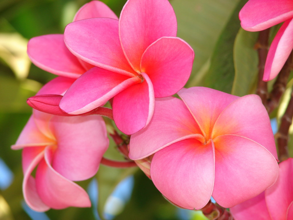 starr-070124-3787-Plumeria_rubra-pink_flowers-Kihei-Maui | Flickr