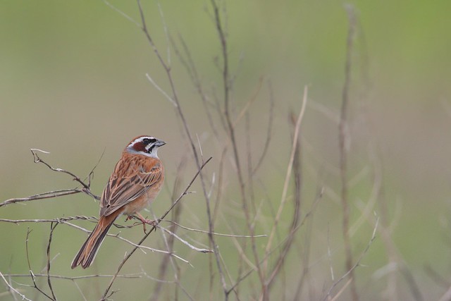 Emberiza cioides | Meadow Bunting | ängssparv
