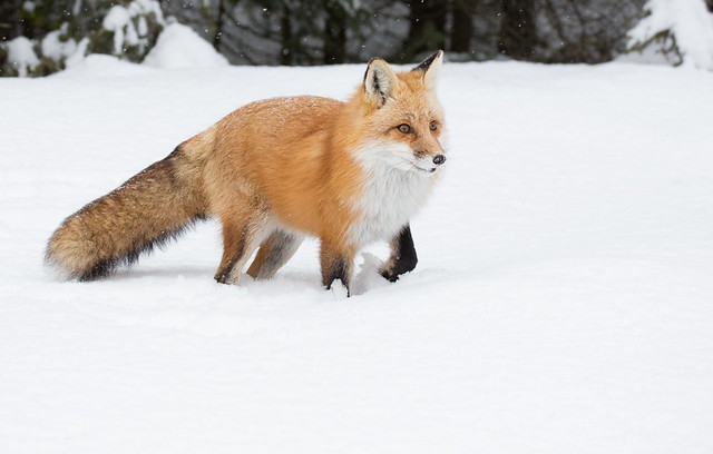Alert Red Fox