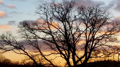 sunset sky tree silhouette clouds evening oak dorset motcombe