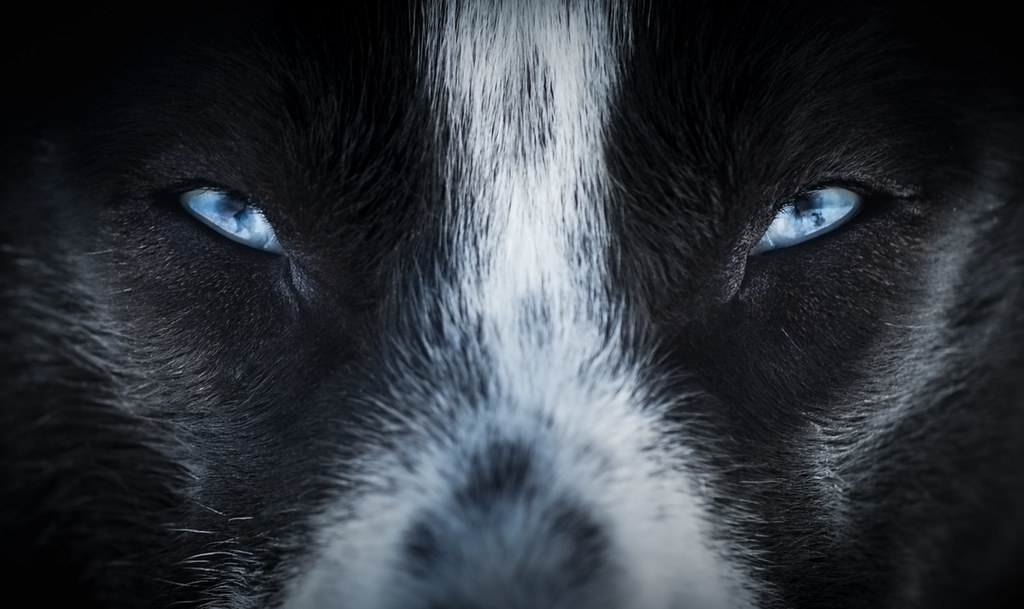 Blue | Website | Facebook page Blue, is an Alaskan husky dog… | Flickr
