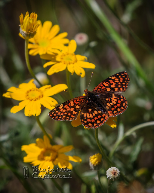 Apr-16-Mt Diablo Butterflies-187