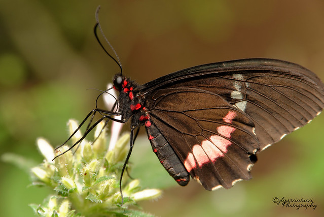 Papillon (Explored)