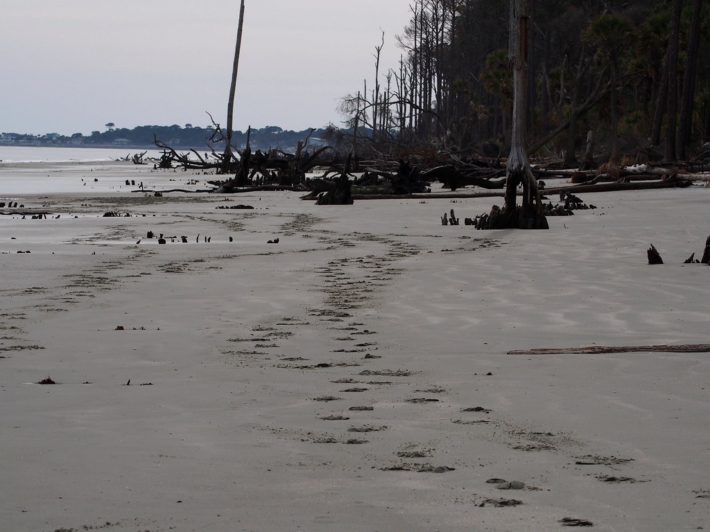 Tracking | OLYMPUS DIGITAL CAMERA | carlinsc | Flickr