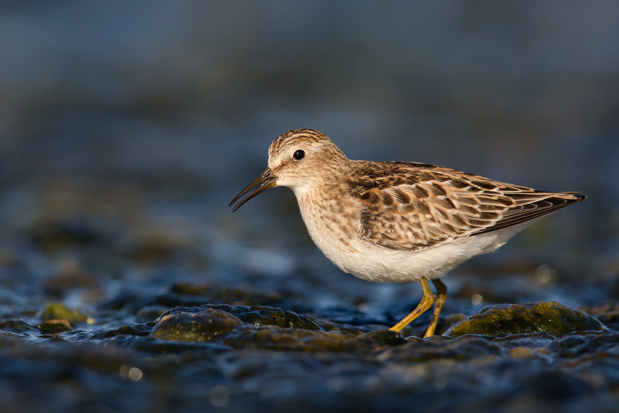 Calidris minutilla | Least Sandpiper | dvärgsnäppa
