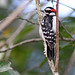 Flickr photo 'Downy Woodpecker (Picoides pubescens) on Hercules'-Club (Zanthoxylum clava-herculis)' by: Mary Keim.