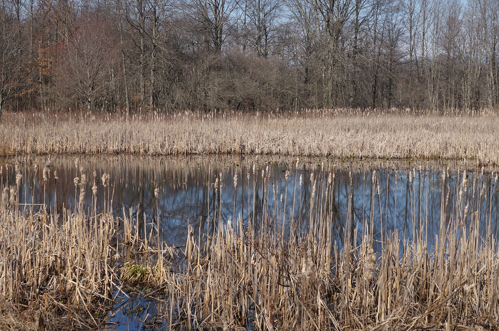Sara Rall Great Swamp | Sara Rall | Flickr