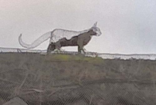 Half-thatched cat on thatched roof SWC Walk Cheddington to Leighton Buzzard