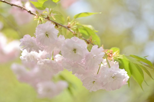 cherry blossoms, "shogetsu" | by snowshoe hare*