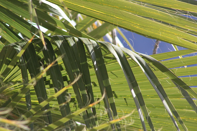 Palm Frawn Beauty
