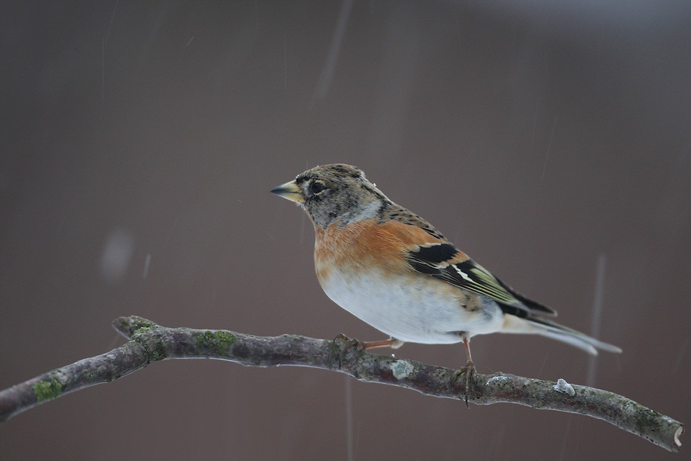 Fringilla montifringilla | Brambling | bergfink