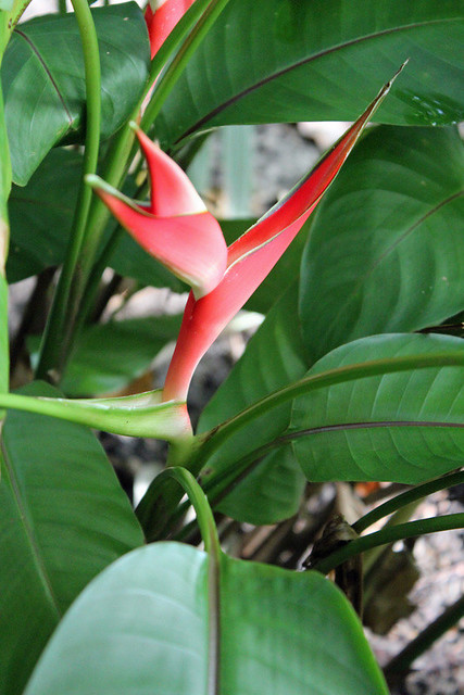 Heliconia stricta Huber - BG Meise-002