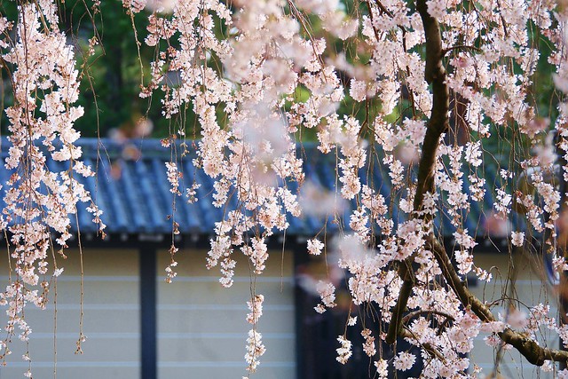 Kyoto spring impressions
