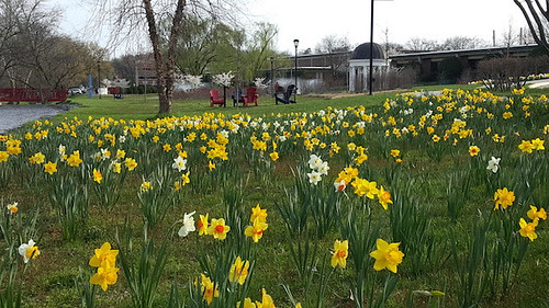 Volunteer Planting of Daffodils Brings Spring Color to Abrams Creek Area