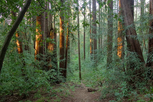 california ca trees light sunset sun green beauty forest landscape woods soft clinton feel burn felton tall redwood redwoods bernie trump sanders tallest 2016