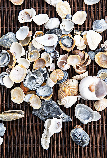 Jan 11 2016 Imperfect 366 Seashells