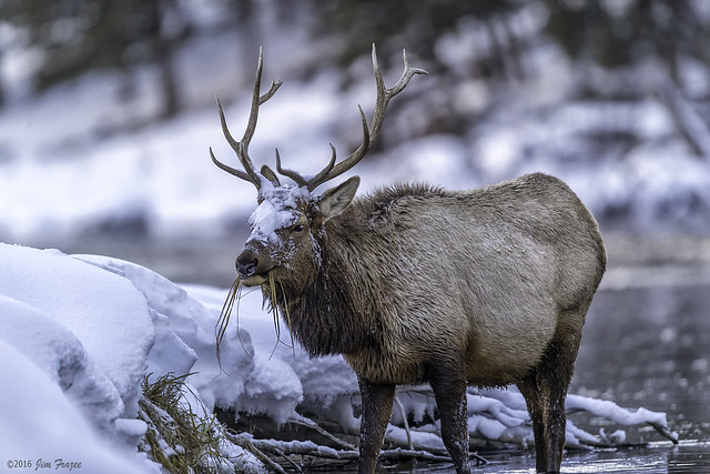 Bull Rocky Mountain Elk (Cervus elaphus) Enjoying His Evening Meal - Madison River - Yellowstone National Park
