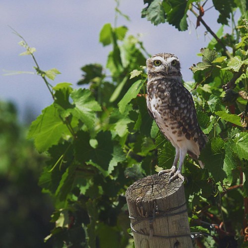Los búhos también gustan de vino. Burrowing-owl (Athene cunicularia), Lechucita Pampa, Coruja buraqueira en viñedos Chandon, Mendoza - Argetina )( #buho #coruja #owls #owl #aves #nature #chandon @chandon_ar #love #instacool #instagram #instajuan #instalik | by JCdelascasas