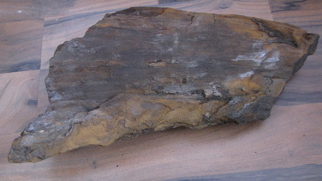 versteinertes Holz