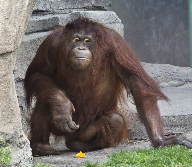 Orangutan great ape Norfolk Virginia Zoo
