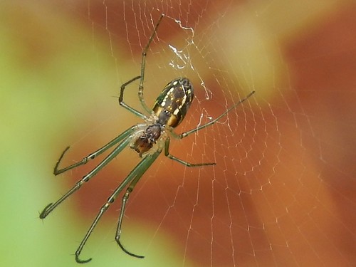 Aranha(spider) micro | by vivaldotostes