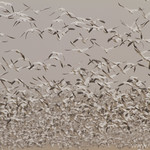 Snow Geese Liftoff from Barley Fields