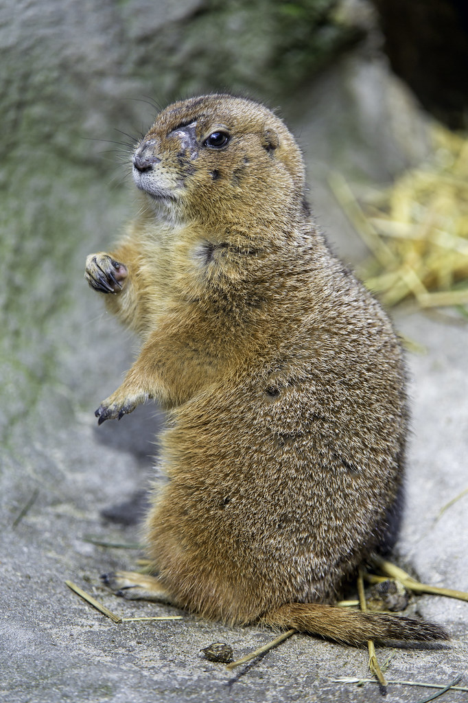 Prarie dog with lots of scars