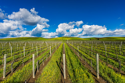 california cloud clouds landscape outside us vineyard spring unitedstates cloudy outdoor bluesky grapes napavalley napa mustard cloudporn grapevines canoneos5dmarkiii