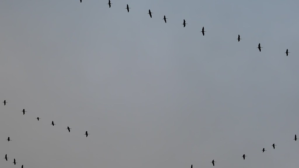 Flock of common cranes in France