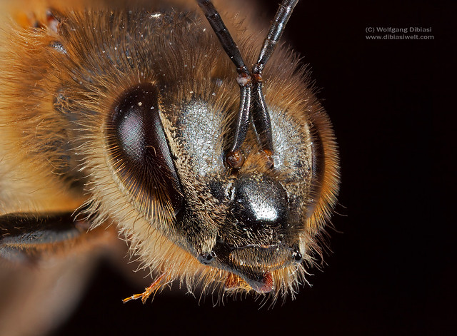 Honeybee, Honigbiene (Apis mellifera)