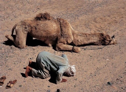 Prayer with camel | by shahidlateef587