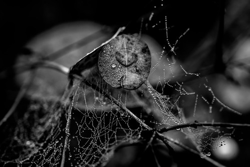 Web Monochrome | by Agnès D. (Tokka)