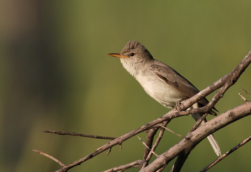 Hippolais olivetorum | Olive-tree Warbler | olivsångare