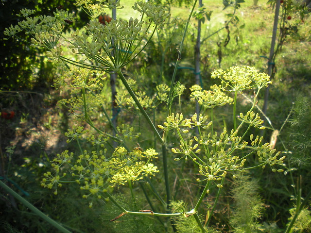 Sunny Fennel